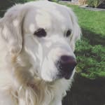 William Skovbjerg Olesen - @williamskovbjergolesen - Instagram