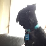 William Ormsby - @charlie_pug2020 - Instagram