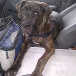 William Orwig - @doja_dog_my_dogs_life - Instagram