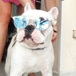 William Paco L.🐾 - @williaml.frenchb - Instagram