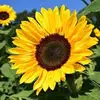 William paulson - @william.paulson2 - TikTok