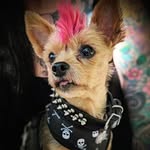 Clyde William Peabody - @clydetheyorkie33 - Instagram