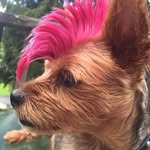 Clyde William Spudnick-Peabody - @clydetheyorkie - Instagram