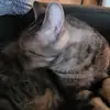WilliPeePee - @williampeecurtis - TikTok