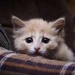 William Pell - @williamcats - Instagram