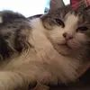 william.pelt - @paisley_pelt - TikTok