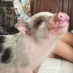 Mr.WilliamPickles - @mr.williampickles - Instagram