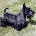 Sir William W. Pipes - Facebook