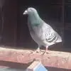 William Plank - @william.plank5 - TikTok