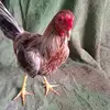 William Polo - @williampolo445 - TikTok
