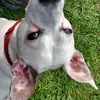 Jack Russell - @williamprevatte54 - TikTok