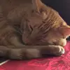 William Qin - @william.qin2 - TikTok
