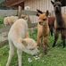 Cute William Alpacas ready for new homes - Facebook