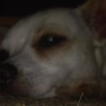 banitha - @williamreczek - Instagram