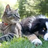 cat & dog cute 😘😘😘 - @reeswilliam - TikTok