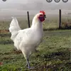 William Regis - @dieuxpoulet - TikTok