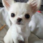 Chihuahua puppies for rehoming - @williams_regner3 - Instagram