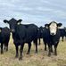 Williams Rancher - Facebook