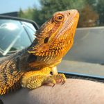 Commander William Riker - @commanderrikerbeardie - Instagram