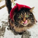 William Riker The Cat - @williamrikerthecat - Instagram