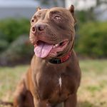 William T Riker - @rikertherescuepup - Instagram