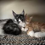 William Rioux - @reputablemainecoon - Instagram