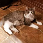 William Rioux - @kitcat_le_chat_ - Instagram