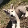 williamrishell - @williamrishell - TikTok