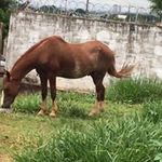 William Robison Becare - @robisonbecare - Instagram