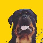 rottweiler_William - @william_rottweiler - Instagram