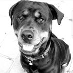 William - @william_the_rottsmiler - Instagram