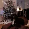 William Rousseau - @william.rousseau8 - TikTok