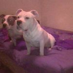 william roybal - @raydenthepitbull - Instagram