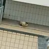 William Ryall - @william.ryall2 - TikTok