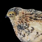 William Safford - @croomquail - Instagram