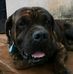 William puppies salling - Facebook