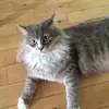 William savard123654 - @william.savard123 - TikTok