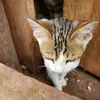 Williams-cats-rescue - @williamscats1 - TikTok