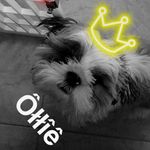 Oliver William Scheib🐶 - @oliver_the_pouch - Instagram