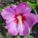 William Schenck - @lordly_landscaping - Instagram