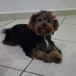 William Silva Schiavi - @williamsilva.schiavi - Instagram