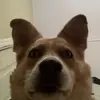 William Schreckengos - @schreckwilliam - TikTok