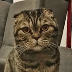 Scotch The Cat - @william_scotch_wallace - Instagram