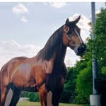 William Scotch Boon - @boon.the.horse - Instagram