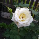 William Sean - @william_sean_532_09 - Instagram