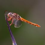 William Semler - @banditowildlifephotography - Instagram