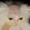 williamaamisepp - @williamaamisepp38 - TikTok