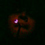 William Sequeira - @chief_blunts - Instagram