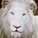 William Severino - @wseverino4 - Instagram