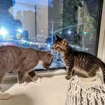 William & Sherwin - @notsherwinwilliam - Instagram